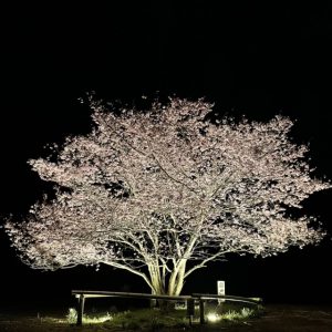 夜桜🌸💡｜ありがとう日記｜幸せ夢工場｜