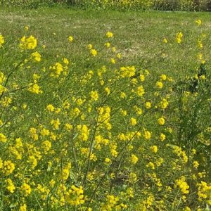 菜の花｜ありがとう日記｜幸せ夢工場｜