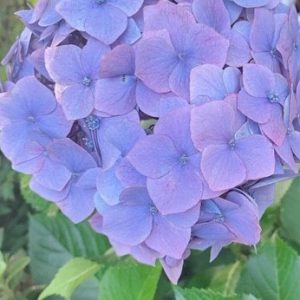 紫陽花！！｜ありがとう日記｜幸せ夢工場｜