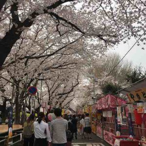 桜祭り｜ありがとう日記｜幸せ夢工場｜