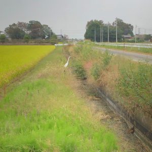 白い鳥🐓｜ありがとう日記｜幸せ夢工場｜