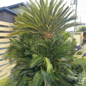 すっきり🌴｜ありがとう日記｜幸せ夢工場｜