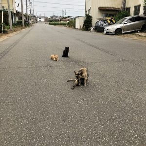 癒され。。。｜ありがとう日記｜幸せ夢工場｜