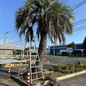 ヤシの木🌴｜ありがとう日記｜幸せ夢工場｜