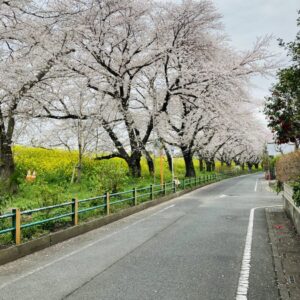 お花見日和🌸｜ありがとう日記｜幸せ夢工場｜