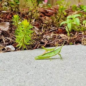 おんぶバッタ！！！｜ありがとう日記｜幸せ夢工場｜